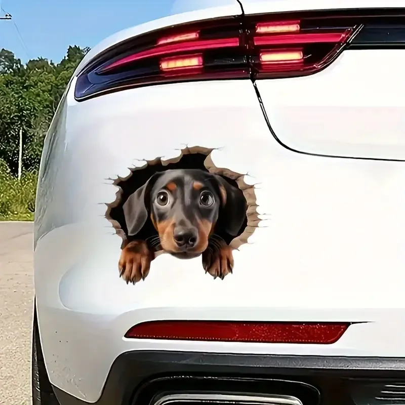 Kuyudan Çıkartılan Dachshund Peeking Vinil Sticker Su Geçirmez